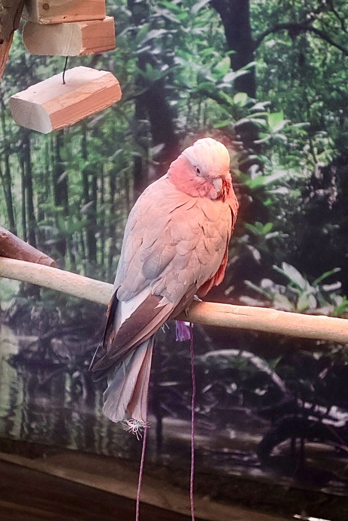 モモイロインコ
