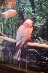 モモイロインコ