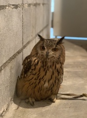 ドヤ顔のミミズクさん