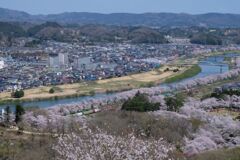 桜並木