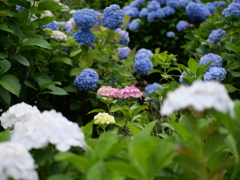 紫陽花