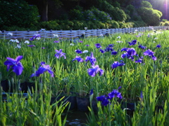 花菖蒲
