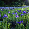 花菖蒲