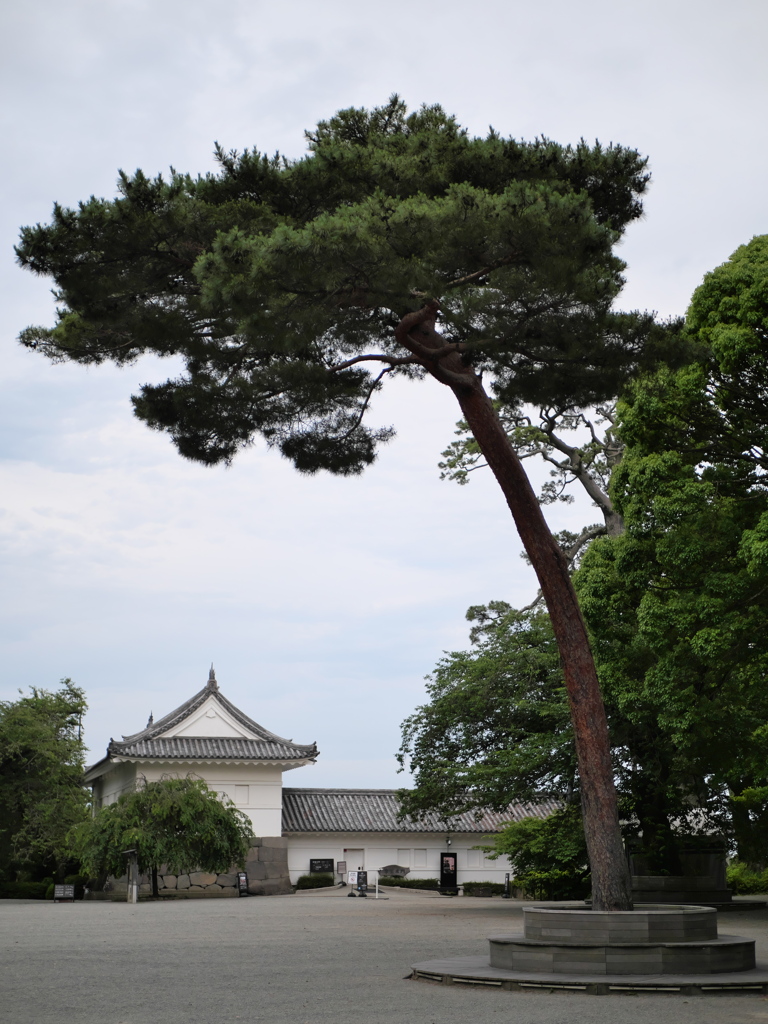 一本松