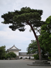 一本松