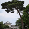 一本松