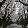 桜並木