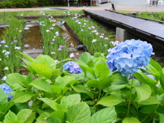 紫陽花と花菖蒲