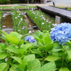 紫陽花と花菖蒲