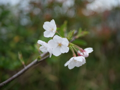 桜
