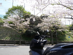 桜とバイク