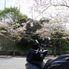 桜とバイク