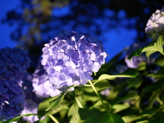 夜の紫陽花