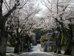 桜並木