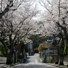 桜並木