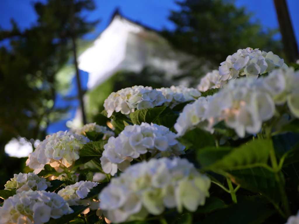 白い紫陽花