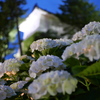 白い紫陽花