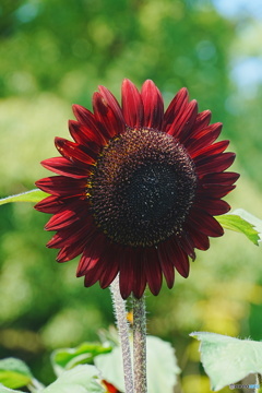 夏