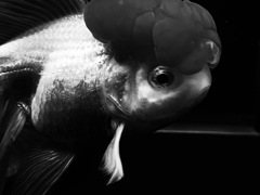 金魚　暗闇