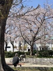 お花見ひなたぼっこ