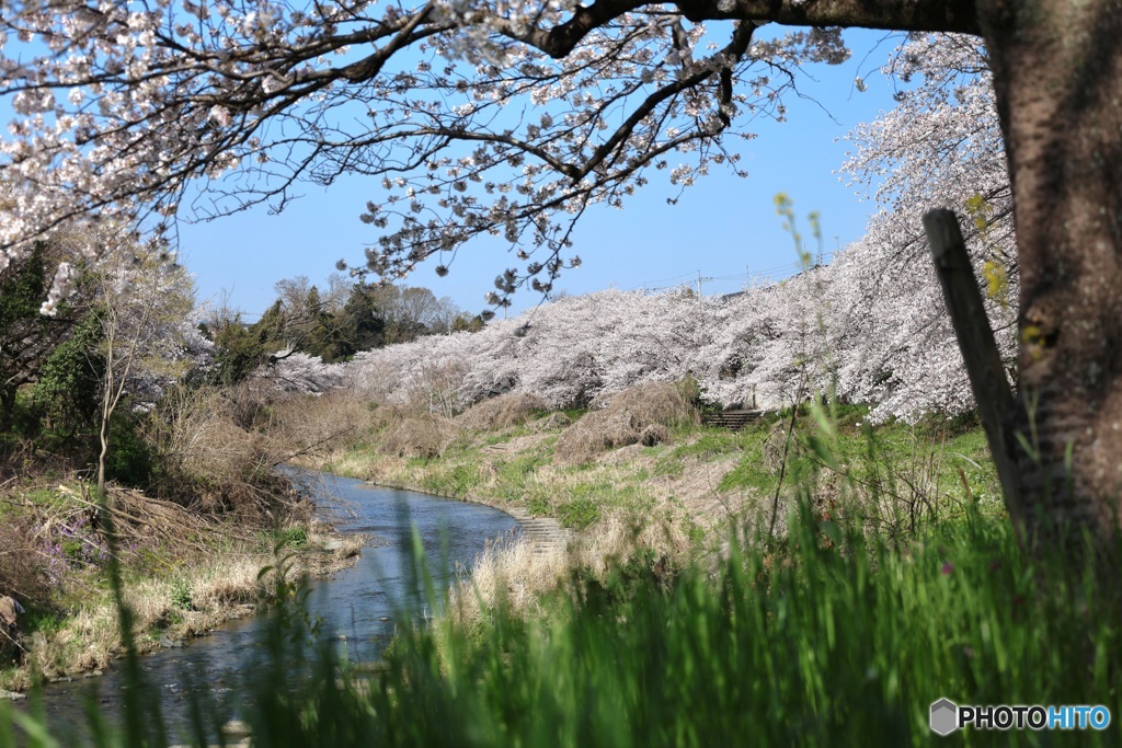 自然の額縁から桜を覗く