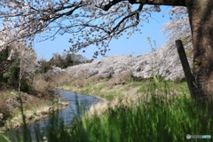 自然の額縁から桜を覗く