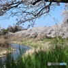自然の額縁から桜を覗く