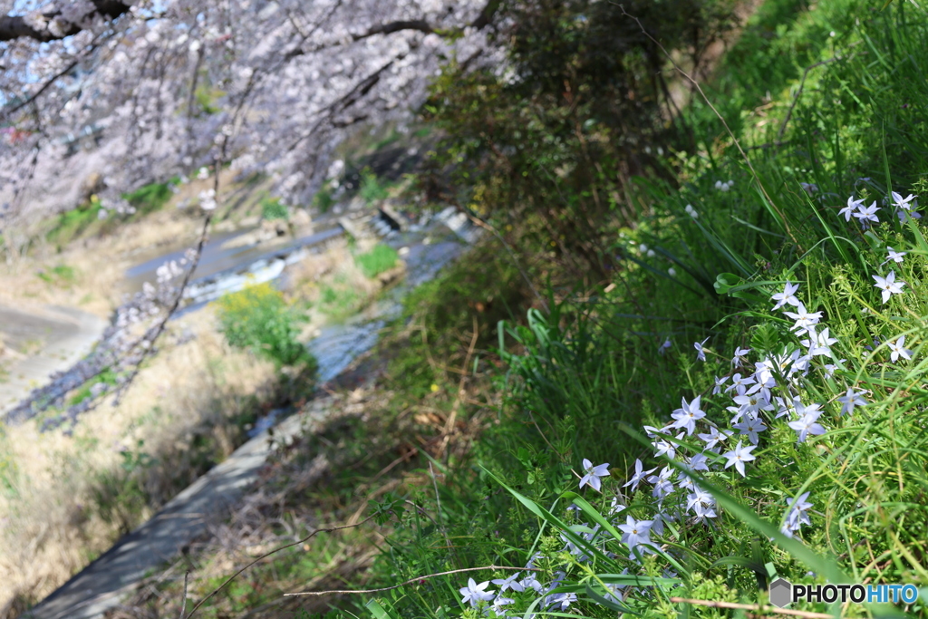 桜咲く川辺でハナニラが