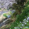 桜咲く川辺でハナニラが