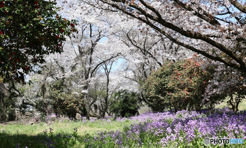 春の花園