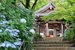 本堂までの紫陽花道