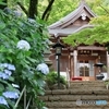 本堂までの紫陽花道