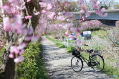 枝垂れ桜の並木で休憩