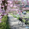 枝垂れ桜の並木で休憩