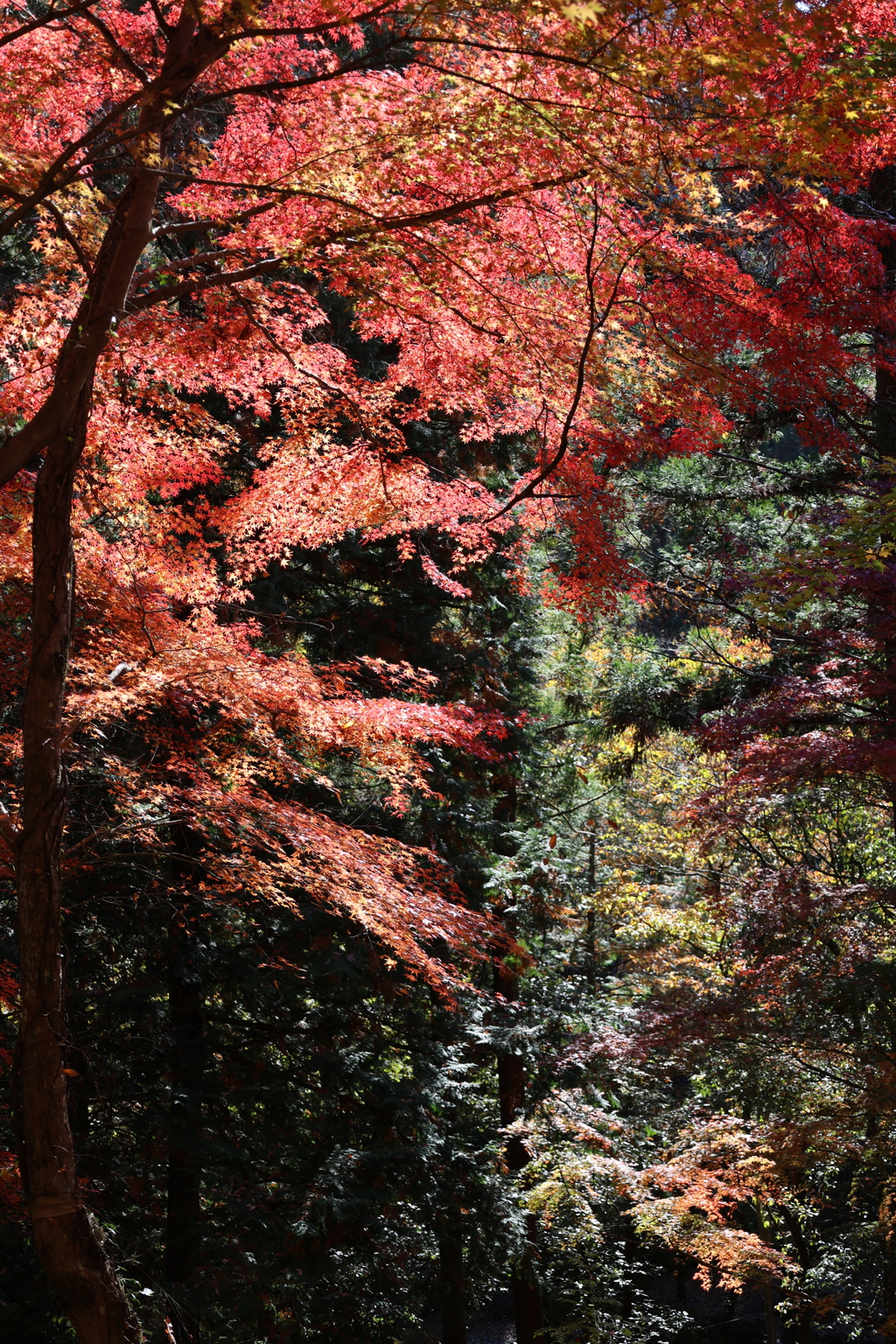 光を纏ったモミジ