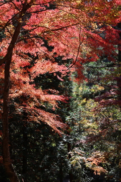 光を纏ったモミジ