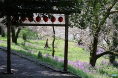 木陰の鳥居から春を覗く