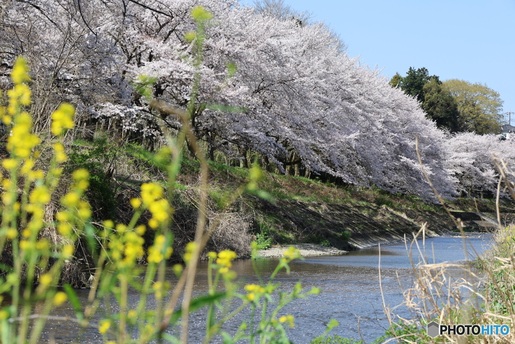菜の花と一緒に川と桜のある風景を