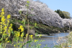 菜の花と一緒に川と桜のある風景を
