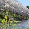 菜の花と一緒に川と桜のある風景を