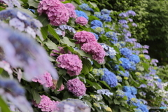 紫陽花の海