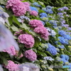 紫陽花の海