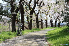 桜並木でひと休み
