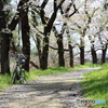 桜並木でひと休み