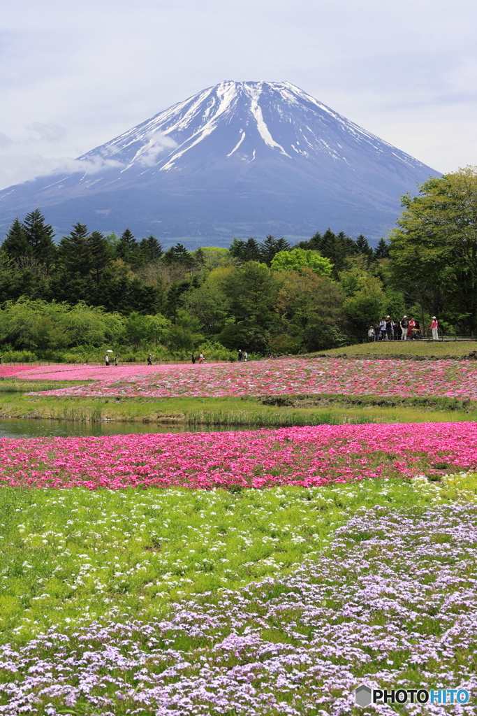 芝桜のミルフィーユ富士山沿え(？)