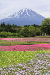 芝桜のミルフィーユ富士山沿え(？)