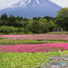 芝桜のミルフィーユ富士山沿え(？)
