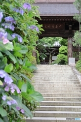 門へ続く紫陽花道