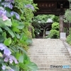 門へ続く紫陽花道