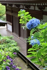 紫陽花を添えて